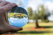 © Kuki LadrondeGuevara - Árboles reflejados en una bola de cristal en el campo