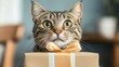 © Phatcharee - Excited cat unwraps gift at home animal photography cozy indoor setting whimsical view