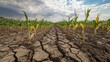 © rabbit75_fot - Crops in dry farm land. Drought.