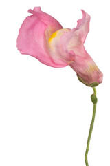 Wall Mural - Snapdragon flower isolated