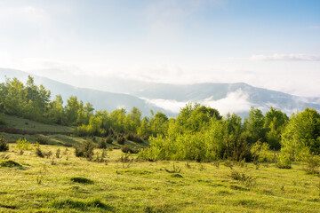 Wall Mural - scenic view of nature in fog and clouds. sunny morning. deciduous forest on the hills in spring. rur
