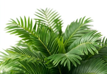Poster - Lush Green Palm Fronds Against White Background CloseUp Tropical Plant for Nature and Botanical Themed Design : Generative AI