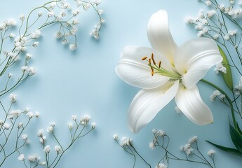 Poster - Elegant composition of a white lily surrounded by gypsophila blossoms on a soft blue backdrop : Generative AI