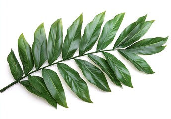 Poster - Lush Green Branch with Elongated Leaves on White Background for Botanical Designs and Nature Concepts : Generative AI