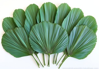 Poster - Tropical Green Palm Leaves Arrangement on White Background Fresh Exotic Foliage for Summer Design and Decoration : Generative AI