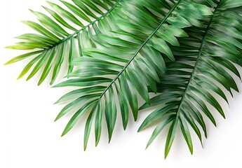 Poster - Bright Green Tropical Palm Leaf on White Background.  Perfect for Summer and Natural Decor. : Generative AI