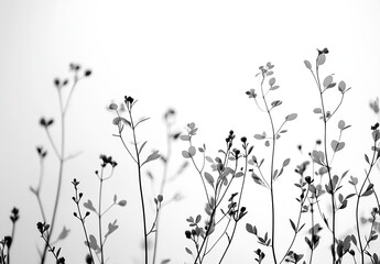 Aufkleber - Delicate Black and White Botanical Silhouette of Wildflower Stems Against a Soft Light Background Nature Minimalism : Generative AI
