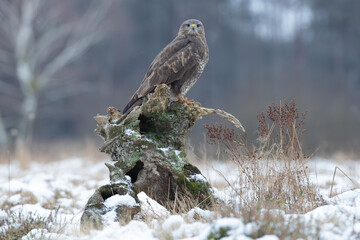 Wall Mural - Buzzard in a winter meadow sitting on a stump
