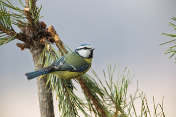 Wall Mural - Blue tit on pine branches