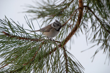 Wall Mural - A crested tit among pine branches
