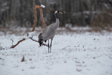 Wall Mural - A crane against the background of a bent branch and forest