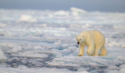 Wall Mural - polar bear (ursus maritimus) on ice and snow, svalbard, norway