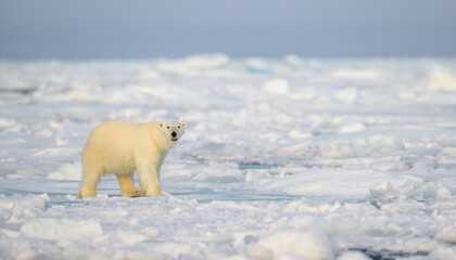 Wall Mural - polar bear (ursus maritimus) on ice and snow, svalbard, norway