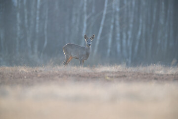 Wall Mural - Roe deer at dusk on a sunny day