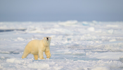 Wall Mural - polar bear (ursus maritimus) on ice and snow, svalbard, norway