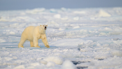 Wall Mural - polar bear (ursus maritimus) on ice and snow, svalbard, norway