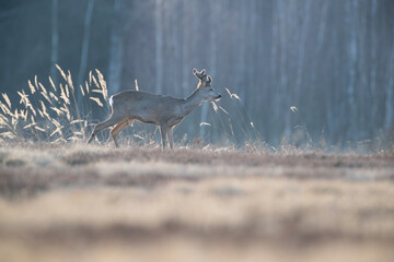 Wall Mural - A roe deer in counterlight with the forest in the background
