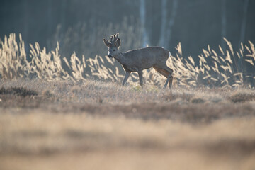 Wall Mural - Beautiful photo of a roe deer in counterlight