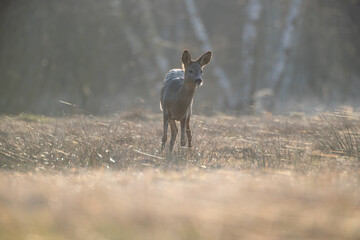 Wall Mural - Roe deer in the spiderweb-covered grass in counterlight