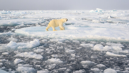 Wall Mural - polar bear (ursus maritimus) on ice and snow, svalbard, norway