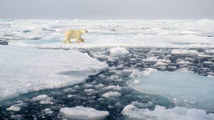 Wall Mural - polar bear (ursus maritimus) on ice and snow, svalbard, norway