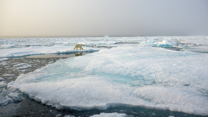 Wall Mural - polar bear (ursus maritimus) on ice and snow, svalbard, norway