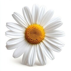 Fototapete - Stunning white daisy flower with fresh petals and vivid yellow center isolated on a white background : Generative AI