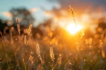 Aufkleber - Golden Hour Grass Field Warm Sunlight Evening Glow Nature Meadow Scenic Peaceful Rural Beauty Tranquil Scene Relaxation : Generative AI