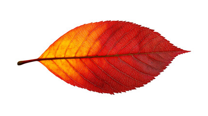 Wall Mural - Autumn Leaf with Vibrant Colors and Intricate Veins , cut out transparent
