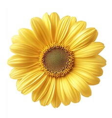 Poster - Gorgeous top view of a large yellow sunflower displaying intricate details of its petals and seeds against a white background : Generative AI