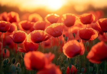 Aufkleber - Glistening Poppies Bathed in Warm Sunset Light with an Ethereal Glow : Generative AI