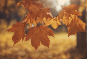 Wall Mural - background sunny day leaves autumn leaf sunlight light blurred season lake water beautiful yellow fo