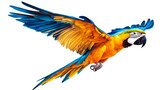 Flying macaw parrot with blue and yellow feathers, cut out transparent