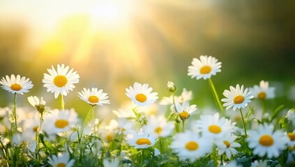 Poster - Beautiful spring meadow with white daisy flowers at sunset