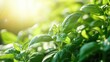 © pinporn manosri - Organic herb garden with basil, thyme, and oregano growing in neat rows, morning sunlight and copy space around
