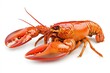 © White Rabbit - A realistic photo of Lobster Thermidor, hyper-realistic, isolated on white