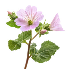 common mallow flower png