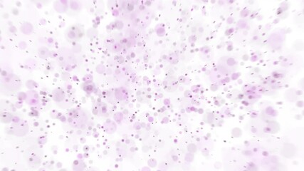 Wall Mural - looped pink violet colored blurred particles isolated on white animation background.