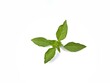 © Eka - Basil leaves (Ocimum americanum) isolated on white background, food ingredient