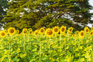 Wall Mural - golden sunflowers field at blooming farm agricultural summer sunset and blue sky background texture 