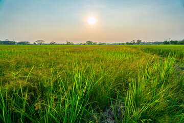 Wall Mural - scenic view landscape of rice field green grass with field cornfield or in asia country agriculture 