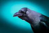 Moody dark close-up raven portrait