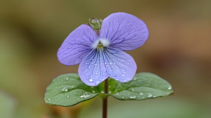 Poster - A macro perspective of a violet flower with dew-covered petals, showcasing the intricate textures and colors enhanced by the sparkling droplets of water.