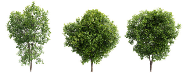 Ash tree on transparent background.3d rendering
