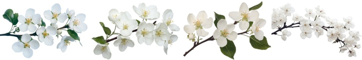 Poster - Isolated minimalist mockups of delicate white flowers against a clean background showcasing natural beauty and elegance