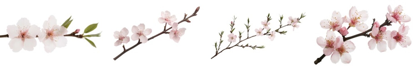 Poster - Delicate cherry blossom branches showcasing minimalist beauty on a white background