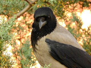 black big crow on tree photo