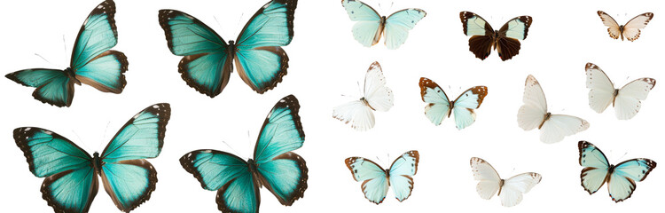 Poster - Isolated minimalist mockups of various butterfly species showcasing vibrant turquoise and subtle white hues