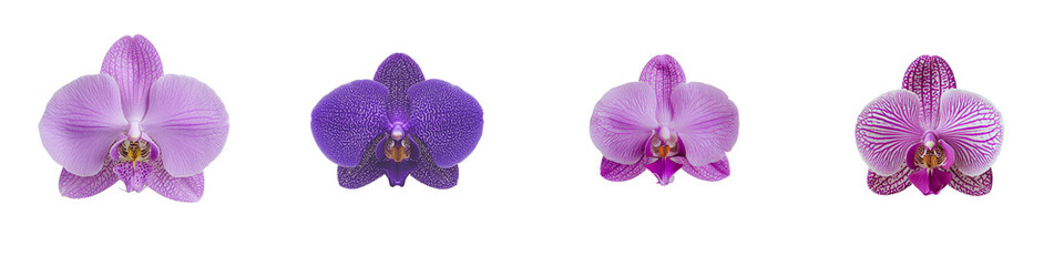 Poster - Elegant collection of isolated minimalist orchid mockups showcasing various purple hues and floral designs for artistic presentations