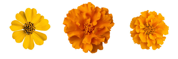 Poster - Bright yellow and orange flowers isolated in a minimalist setting, showcasing intricate petals and vibrant colors